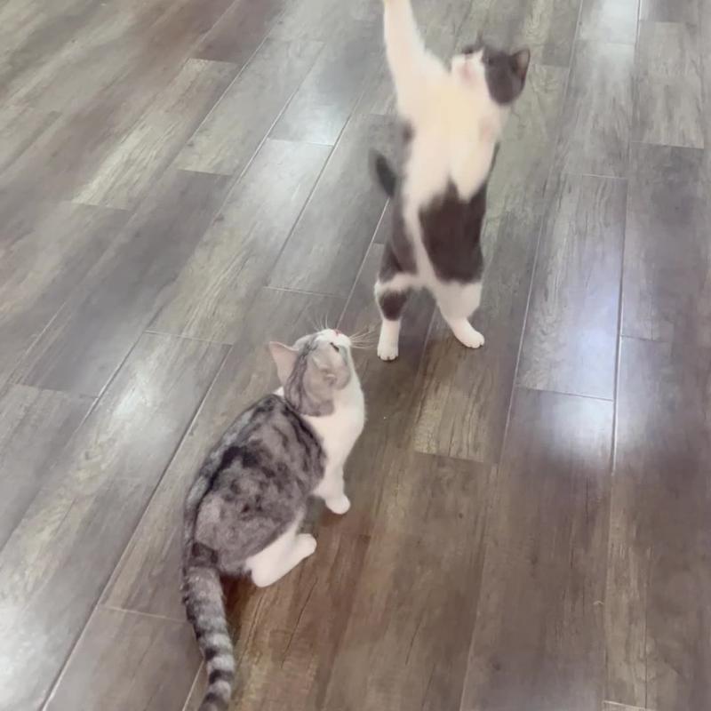 Simulation Bird Sound Cat Teaser Toy with Feathers